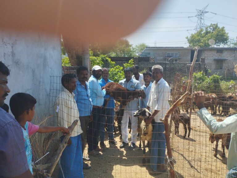గొర్రెల పంపిణీ చేసిన మార్కెట్ ఛైర్మన్