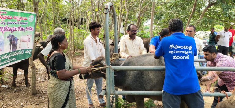 ఉచిత పశు గర్భకోశ వ్యాధుల చికిత్స శిబిరం