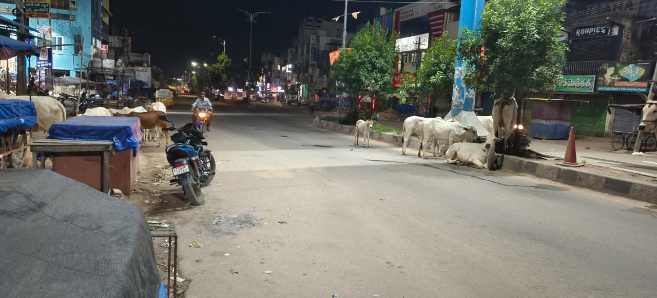పరకాల రోడ్లమీద పశువుల బెడద