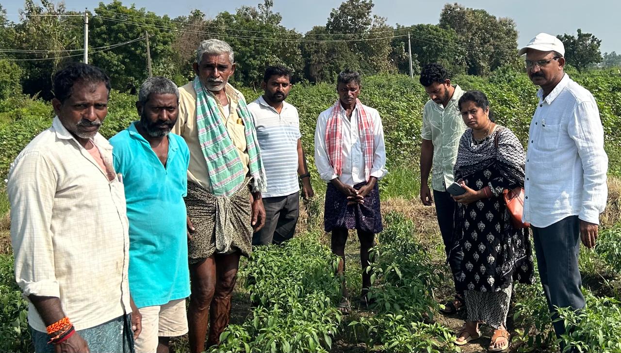 మెుంతా తుఫాను దెబ్బతిన్న మిరప తోట