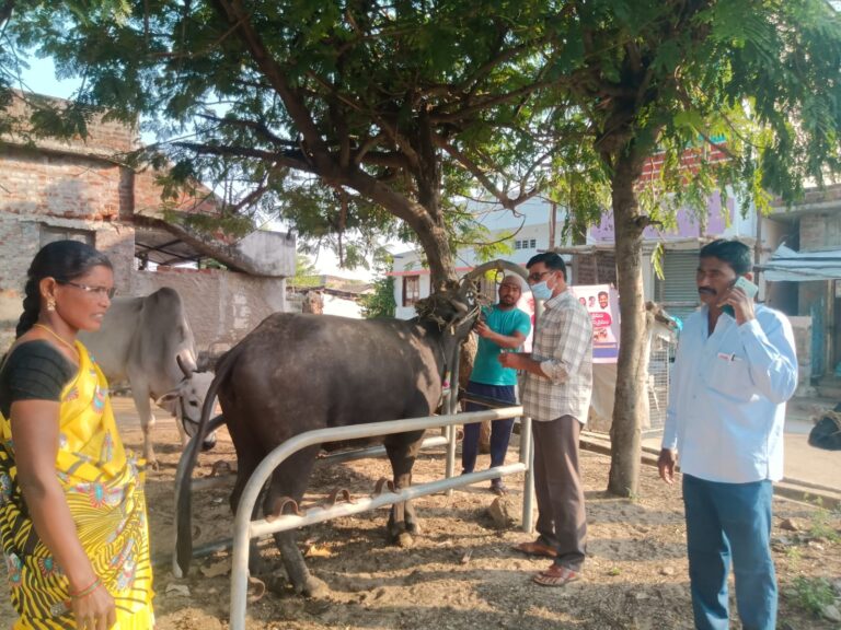 పశువులకు గాలి కుంటు టీకాల కార్యక్రమం
