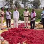 రేగొండ మండలంలో మిర్చి పంట దొంగతనం