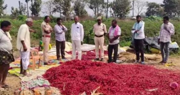 రేగొండ మండలంలో మిర్చి పంట దొంగతనం