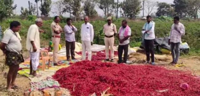 రేగొండ మండలంలో మిర్చి పంట దొంగతనం