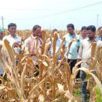 చాందిని సీడ్స్‌పై చర్యలు తీసుకోవాలి