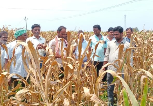 చాందిని సీడ్స్‌పై చర్యలు తీసుకోవాలి