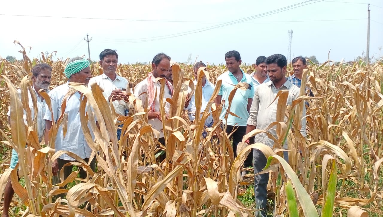 చాందిని సీడ్స్‌పై చర్యలు తీసుకోవాలి